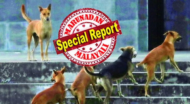 കക്കാട് ലോകോത്തര നിലവാരത്തിൽ നിർമ്മിച്ച സ്വിമ്മിങ് പൂൾ ഇപ്പോൾ കന്നുകാലികളുടെ വിഹാരകേന്ദ്രം; പട്ടികളുടേയും താവളം; അലഞ്ഞുനടക്കുന്ന കന്നുകാലികൾ നഗരത്തിലെത്തുന്നവർക്ക് ഭീഷണി; കണ്ണൂർ നഗരത്തെ ഭീതിയിലാഴ്ത്തി കന്നുകാലികളും പട്ടികളും!