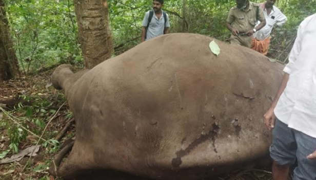 ആനകൾ തമ്മിലെ പോരിൽ പിടിയാനയ്ക്ക് ദാരുണാന്ത്യം; കോതമംഗലം വനമേഖലയിൽ ജഡം കണ്ടെത്തി