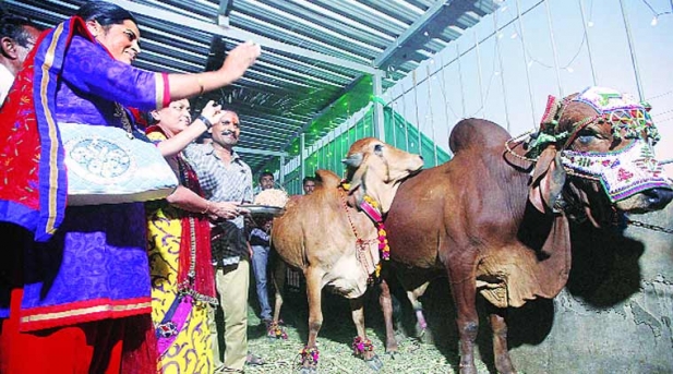 ഗോസംരക്ഷണം ഉറപ്പാക്കാൻ കന്നുകാലി കല്യാണം; മന്ത്രോച്ചാരണത്തിനു 150 വിദ്യാർത്ഥികൾ; ഗുജറാത്തിലെ ഭവ്നഗറിൽ നടന്നതു ലക്ഷങ്ങൾ പൊടിച്ചുള്ള വിവാഹച്ചടങ്ങ്