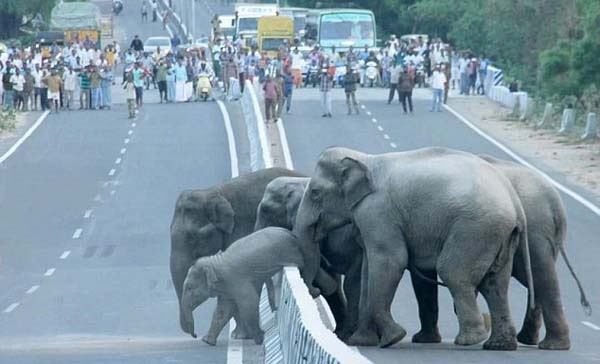 തിരക്കേറിയ നാഷണൽ ഹൈവേ തടഞ്ഞു ആനകളുടെ യാത്ര; കുട്ടിയാനയെ റോഡുമുറിച്ച് കടത്താൻ പെടാപ്പാട്; തമിഴ്നാട്ടിലെ ഈ കാഴ്ച ലോകശ്രദ്ധയിൽ