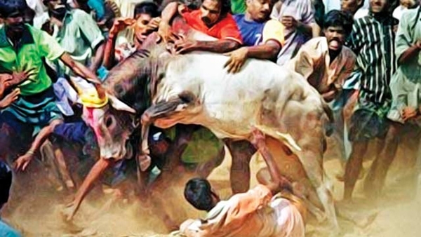 ഒരു സംസ്ഥാനമൊന്നാകെ തെരുവിലിറങ്ങിയപ്പോൾ സുപ്രീംകോടതി നിരോധിച്ച ജെല്ലിക്കെട്ട് യാഥാർത്ഥ്യമാകുന്നു; സുപ്രീംകോടതിയുടെ നിരോധനം പ്രത്യേക ഓർഡിനൻസ് ഇറക്കി മറികടന്ന് തമിഴ്നാട് സർക്കാർ; നാളെ രാവിലെ പത്തിന് മധുരയിൽ തമിഴരുടെ സാംസ്കാരിക മൃഗവിനോദം അരങ്ങേറുമെന്നും പ്രഖ്യാപനം