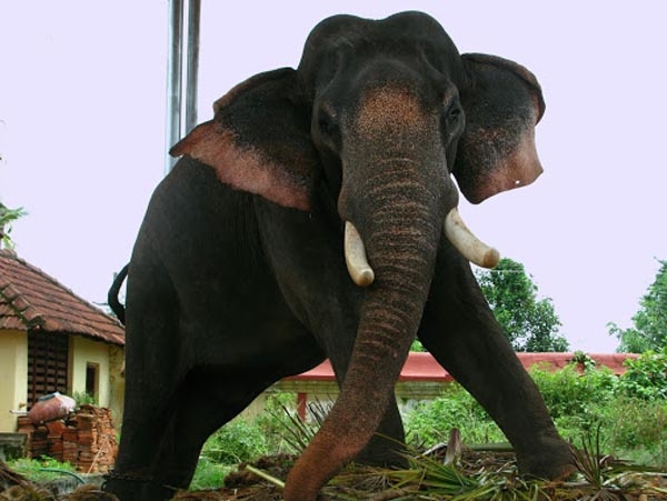 മദപ്പാടു ചികിത്സകഴിഞ്ഞു പുറത്തിറങ്ങി രണ്ടു ദിവസത്തിനകം തിരുനക്കര ശിവൻ ഇടഞ്ഞു; കുറുമ്പുകാട്ടൽ പള്ളിക്കത്തോട് ധർമശാസ്ത ക്ഷേത്രത്തിലെ ശീവേലിക്കിടെ; തിരുനക്കര പൂരത്തിന് തിടമ്പേറ്റേണ്ട ശിവൻ ഇടങ്ങേറു കാട്ടിയതിൽ ആനപ്രേമികൾക്ക് വൻ ആശങ്ക