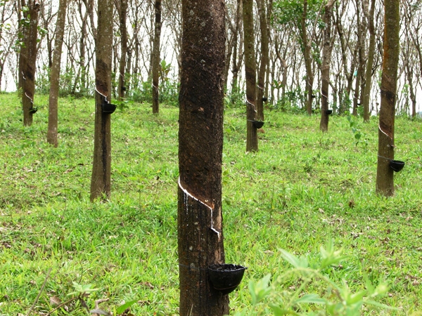 വിലയിടിവുണ്ടായാലും റബ്ബർ ഉൽപാദനം വൻതോതിൽ കൂടി; വില കൂടുമെന്ന പ്രതീക്ഷയിൽ കർഷകർ; കഴിഞ്ഞവർഷത്തേക്കാൾ 20,000 ടൺ കൂടുതൽ റബ്ബർ വിപണിയിലെത്തി