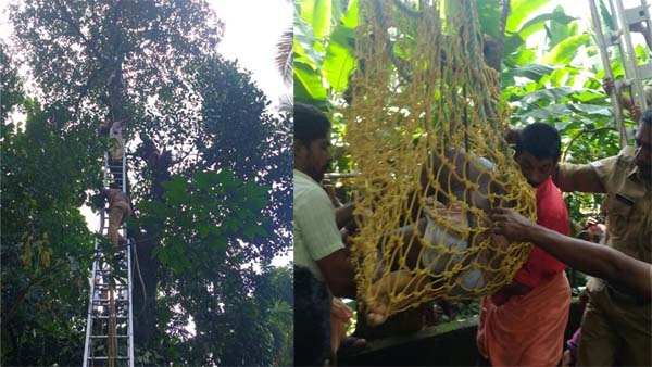 മരച്ചില്ല വെട്ടിമാറ്റുന്നതിനിടെ മുകളിൽ കുടുങ്ങിയ മരം വെട്ടുകാരനെ ഫയർഫോഴ്സ് സാഹസികമായി രക്ഷപ്പെടുത്തി; ബോധക്ഷയം അനുഭവപ്പെട്ട മരംവെട്ടുകാരൻ കയർ കൊണ്ട് ബന്ധിച്ചതിനാൽ അപകടം ഒഴിവായി